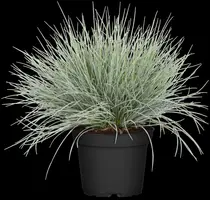 Festuca glauca 'Intense Blue' (Blauw schapen-, Of, Zwenk-gras) 30cm - afbeelding 14