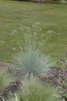 Festuca glauca 'Intense Blue' (Blauw schapen-, Of, Zwenk-gras) 30cm - afbeelding 4