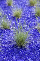 Festuca glauca 'Intense Blue' (Blauw schapen-, Of, Zwenk-gras) 30cm - afbeelding 9
