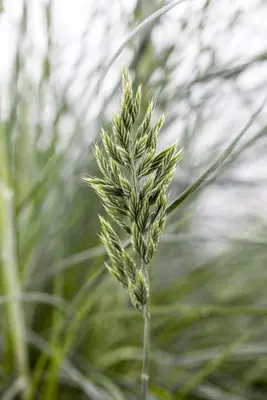Festuca glauca 'Intense Blue' (Blauw schapen-, Of, Zwenk-gras) 30cm - afbeelding 13