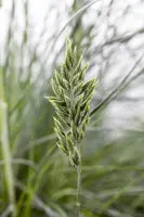 Festuca glauca 'Intense Blue' (Blauw schapen-, Of, Zwenk-gras) 30cm - afbeelding 13