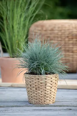 Festuca glauca 'Intense Blue' (Blauw schapen-, Of, Zwenk-gras) 30cm - afbeelding 19