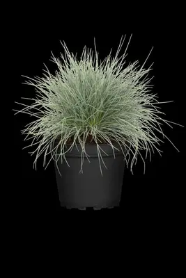 Festuca glauca 'Intense Blue' (Blauw schapen-, Of, Zwenk-gras) 30cm - afbeelding 20