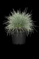 Festuca glauca 'Intense Blue' (Blauw schapen-, Of, Zwenk-gras) 30cm - afbeelding 20