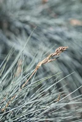 Festuca glauca 'Intense Blue' (Blauw schapen-, Of, Zwenk-gras) 30cm - afbeelding 21