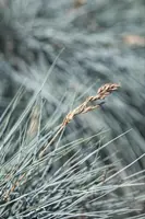 Festuca glauca 'Intense Blue' (Blauw schapen-, Of, Zwenk-gras) 30cm - afbeelding 21