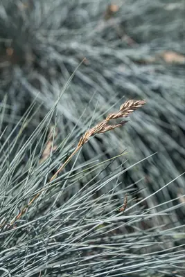 Festuca glauca 'Intense Blue' (Blauw schapen-, Of, Zwenk-gras) 30cm - afbeelding 22