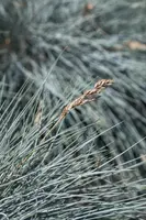 Festuca glauca 'Intense Blue' (Blauw schapen-, Of, Zwenk-gras) 30cm - afbeelding 22