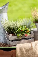 Festuca glauca 'Intense Blue' (Blauw schapen-, Of, Zwenk-gras) 30cm - afbeelding 31