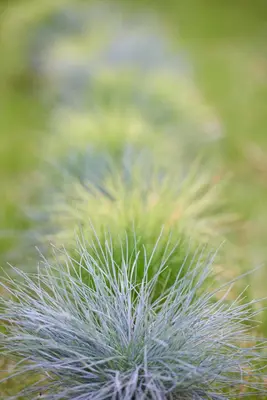 Festuca glauca 'Intense Blue' (Blauw schapen-, Of, Zwenk-gras) 30cm - afbeelding 3