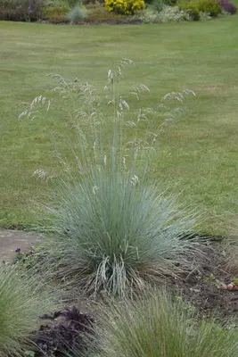Festuca glauca 'Intense Blue' (Blauw schapen-, Of, Zwenk-gras) 30cm - afbeelding 33