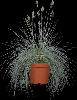 Festuca glauca 'Intense Blue' (Blauw schapen-, Of, Zwenk-gras) 30cm - afbeelding 12