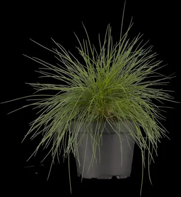 Festuca glauca 'Intense Blue' (Blauw schapen-, Of, Zwenk-gras) 30cm - afbeelding 8