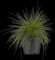 Festuca glauca 'Intense Blue' (Blauw schapen-, Of, Zwenk-gras) 30cm - afbeelding 8