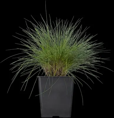 Festuca glauca 'Intense Blue' (Blauw schapen-, Of, Zwenk-gras) 30cm - afbeelding 10