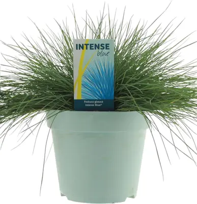 Festuca glauca 'Intense Blue' (Blauw schapen-, Of, Zwenk-gras) 30cm - afbeelding 1