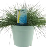 Festuca glauca 'Intense Blue' (Blauw schapen-, Of, Zwenk-gras) 30cm - afbeelding 1
