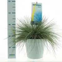 Festuca glauca 'Intense Blue' (Blauw schapen-, Of, Zwenk-gras) 40cm - afbeelding 1