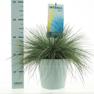 Festuca glauca 'Intense Blue' (Blauw schapen-, Of, Zwenk-gras) 40cm - afbeelding 1