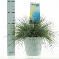 Festuca glauca 'Intense Blue' (Blauw schapen-, Of, Zwenk-gras) 40cm kopen?