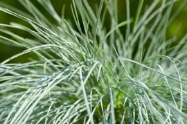 Festuca glauca 'Intense Blue' (Blauw schapen-, Of, Zwenk-gras) 40cm - afbeelding 2
