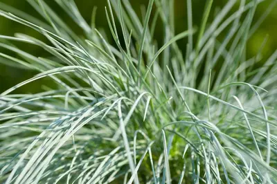 Festuca glauca 'Intense Blue' (Blauw schapen-, Of, Zwenk-gras) 40cm - afbeelding 2