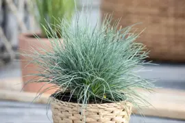Festuca glauca 'Intense Blue' (Blauw schapen-, Of, Zwenk-gras) 40cm - afbeelding 4