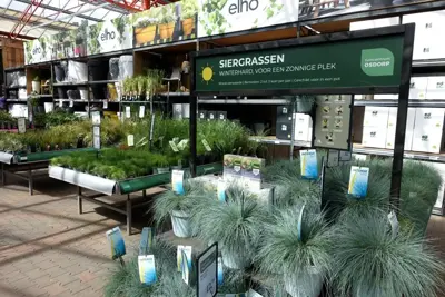 Festuca glauca 'Intense Blue' (Blauw schapen-, Of, Zwenk-gras) 40cm - afbeelding 6