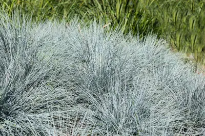 Festuca glauca 'Intense Blue' (Blauw schapen-, Of, Zwenk-gras) 40cm - afbeelding 22