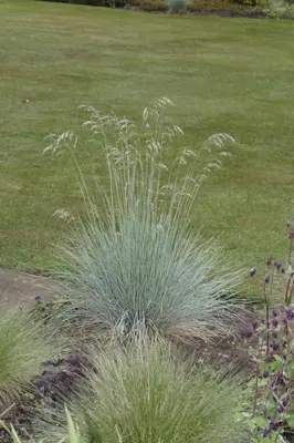 Festuca glauca 'Intense Blue' (Blauw schapen-, Of, Zwenk-gras) 40cm - afbeelding 3