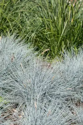 Festuca glauca 'Intense Blue' (Blauw schapen-, Of, Zwenk-gras) 40cm - afbeelding 5