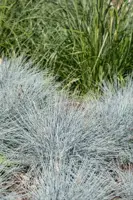 Festuca glauca 'Intense Blue' (Blauw schapen-, Of, Zwenk-gras) 40cm - afbeelding 5