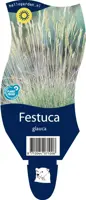 Festuca glauca (Zwenkgras) - afbeelding 1
