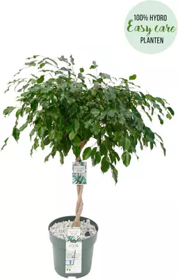 Ficus adora 110 cm incl hydropot en watermeter - afbeelding 2