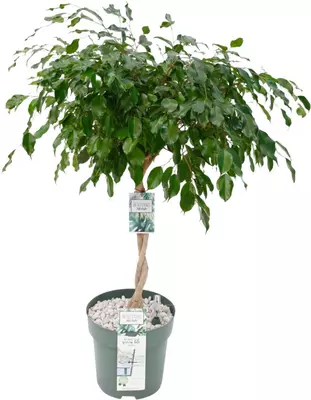 Ficus adora 110 cm incl hydropot en watermeter - afbeelding 1