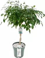 Ficus adora 110 cm incl hydropot en watermeter kopen?