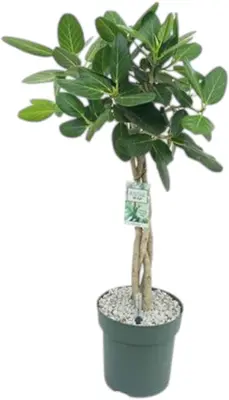 Ficus altissima - afbeelding 1