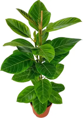Ficus altissima 'Yellow Gem' (Bonte rubberboom) 95cm - afbeelding 1