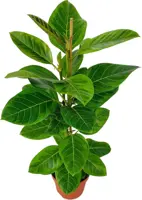 Ficus altissima 'Yellow Gem' (Bonte rubberboom) 95cm - afbeelding 1