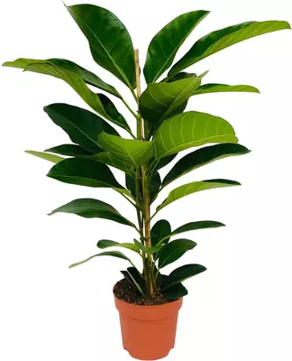 Ficus benghalensis 'roy' (Wurgvijg) 105 cm - afbeelding 1