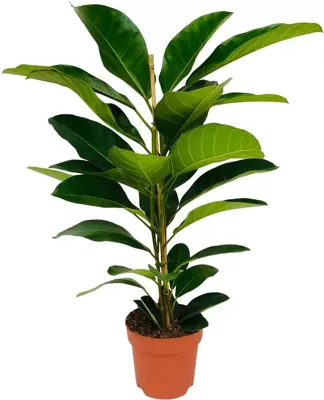 Ficus benghalensis 'Roy' (Wurgvijg) 105cm - afbeelding 1