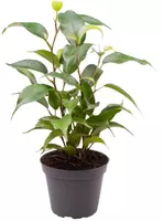 Ficus benjamina natasha (Treurvijg) 15cm - afbeelding 1