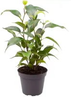 Ficus benjamina 'Natasha' (Treurvijg) 15cm - afbeelding 1
