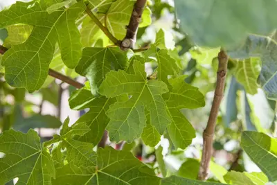 Ficus carica - afbeelding 4