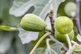 Ficus carica - afbeelding 13