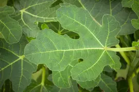 Ficus carica - afbeelding 24