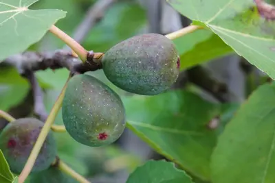 Ficus carica - afbeelding 25
