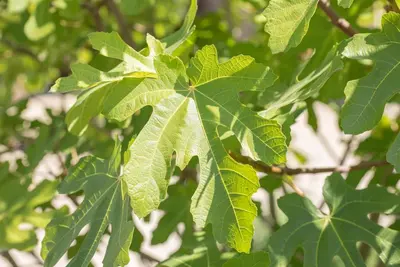 Ficus carica - afbeelding 28
