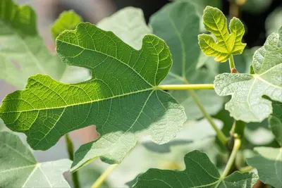 Ficus carica - afbeelding 31