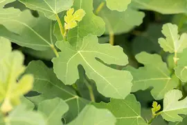 Ficus carica - afbeelding 32